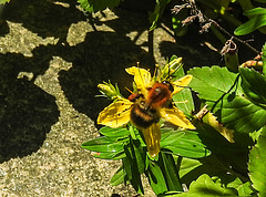 20200625 9240CPw [D~LIP] Veränderliche Hummel, Johanniskraut (Hypericum perforatum), Bad Salzuflen