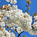 Kirschenblüte am Bodensee  (PicinPic)