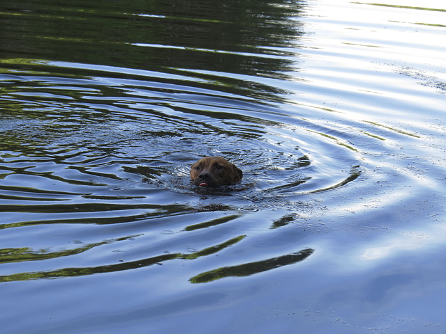 Rosie swimming in the pond