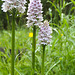 Common Orchid Trio