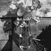 Lathyrus