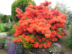 Blühender Rhododendron