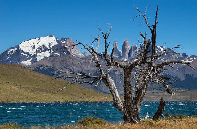 Laguna Azul - Torres del Paine