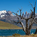 Laguna Azul - Torres del Paine