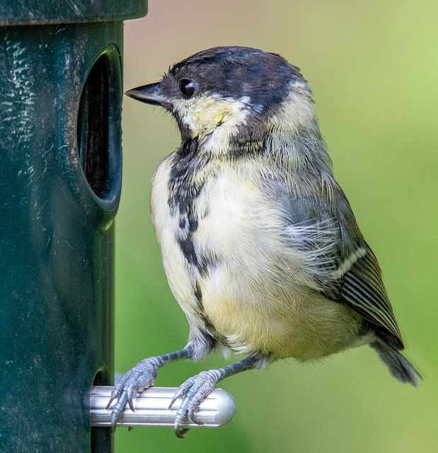 Great tit