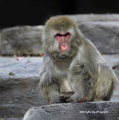 Macaque japonais