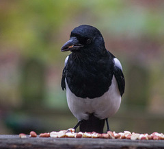 Magpie6