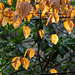 Beech leaves in the Park