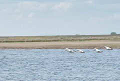pelicans in formation
