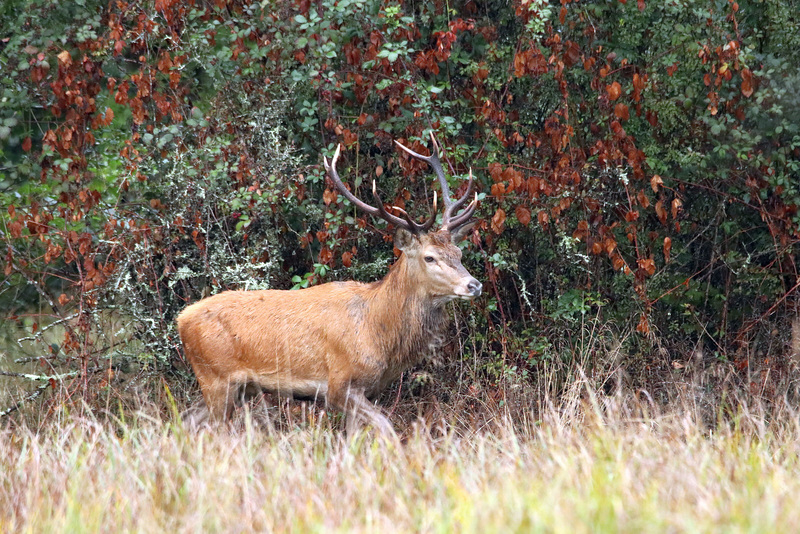 jeune cerf