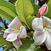 Plumeria - Koko Crater Botanical Garden