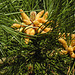 20230523 0215CPw [D~LIP] Schwarz-Kiefer (Pinus nigra), Bad Salzuflen