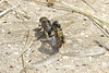 EOS 90D Peter Harriman 12 06 26 10791 blackTailedSkimmers dpp