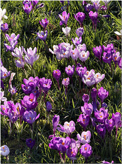 Spring Crocus