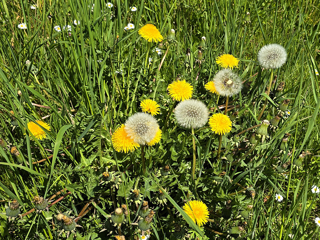 Löwenzähne und Pusteblumen