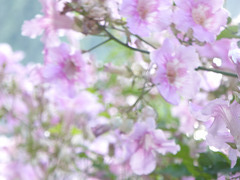 texture / background - bignonia flowers