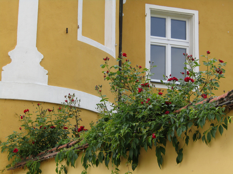 Rosen am Schloss