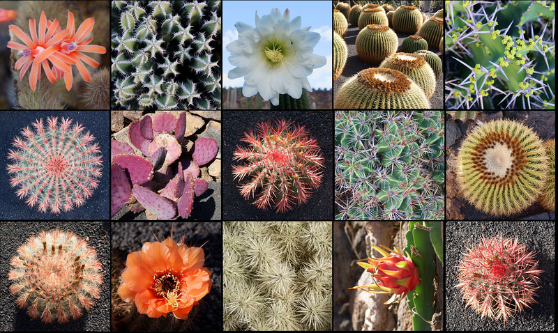 Lanzarote, Jardin de Cactus