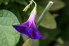 20150828 8624VRAw [D~RI] Purpur Prunkwinde (Ipomoea purpurea), Rinteln