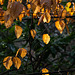Beech leaves in the Park