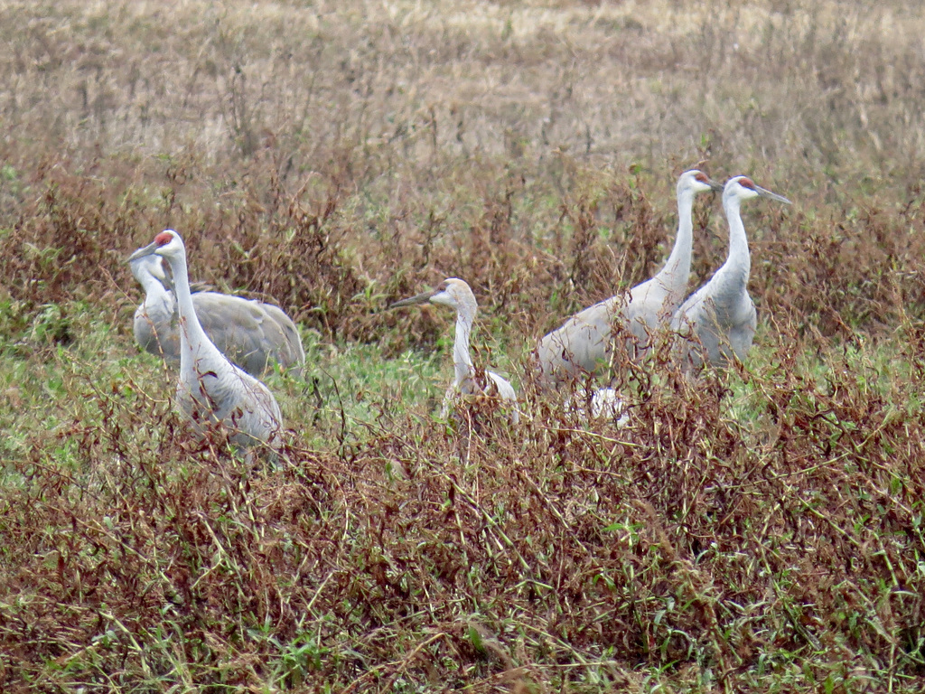 Sandhill cranes (Grus canadensis)