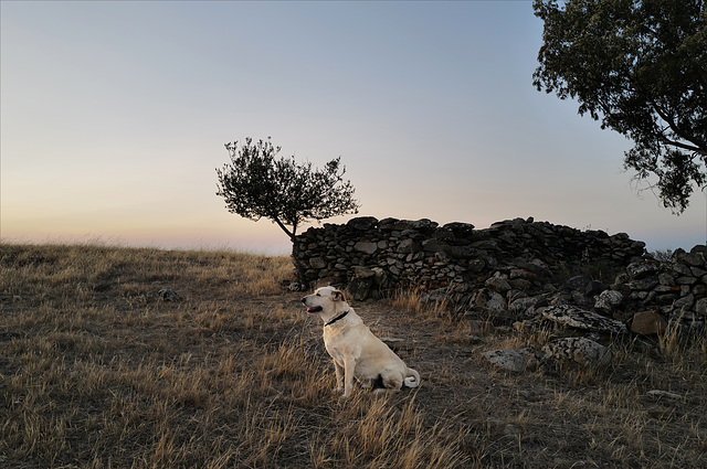 Peiki, Estrelinha's grave just behind her, in Penedos of course!