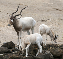 Addax-Antilopen: Muttertier mit ihrem etwa halbjährigen Geschwisterpaar