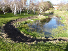 Bank prepared for wildflower seeding