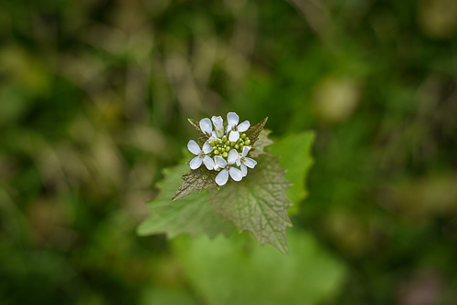 Rasenschönheit