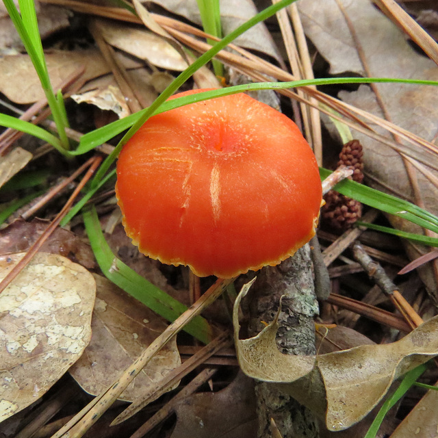 Orange mushroom