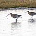 Curlew