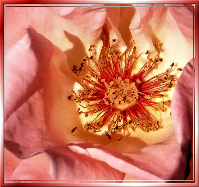 Erste Rosen... ©UdoSm