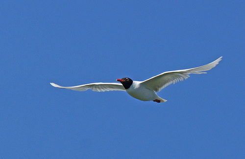 Mouette  mélanocéphale