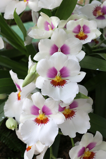 Orchids