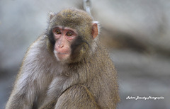 Macaque japonais