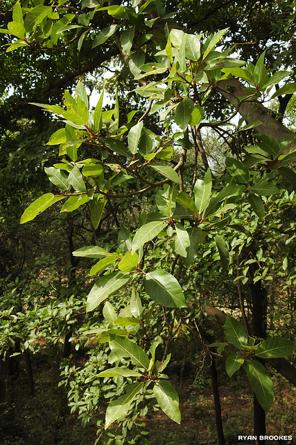 20191220-2539 Ficus racemosa L.