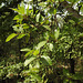 20191220-2539 Ficus racemosa L.