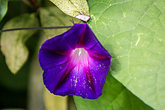 20150828 8626VRAw [D~RI] Purpur Prunkwinde (Ipomoea purpurea), Rinteln