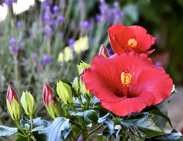 Hibiskus