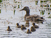 Mallard with her six ducklings