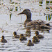Mallard with her six ducklings