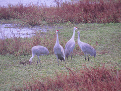 Sandhill cranes (Grus canadensis)