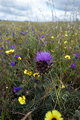 Cynara cardunculus, Penedos