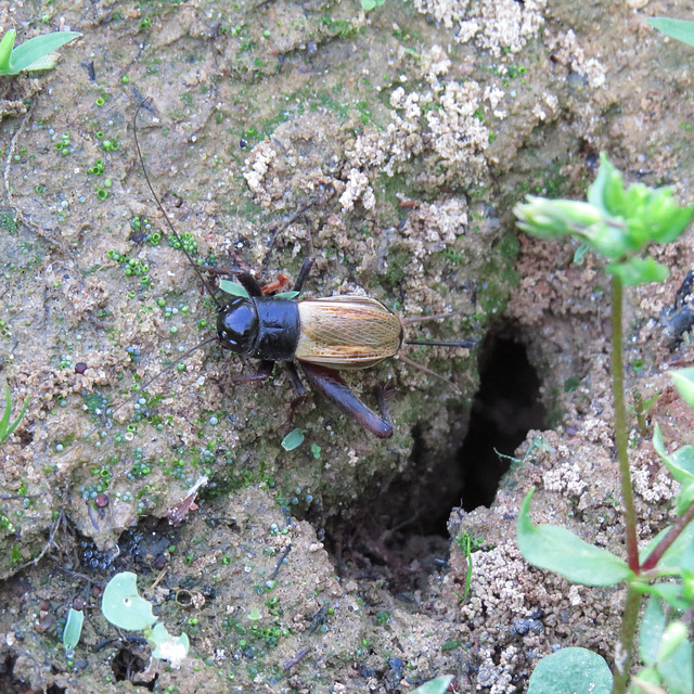 Cricket emerging from underground