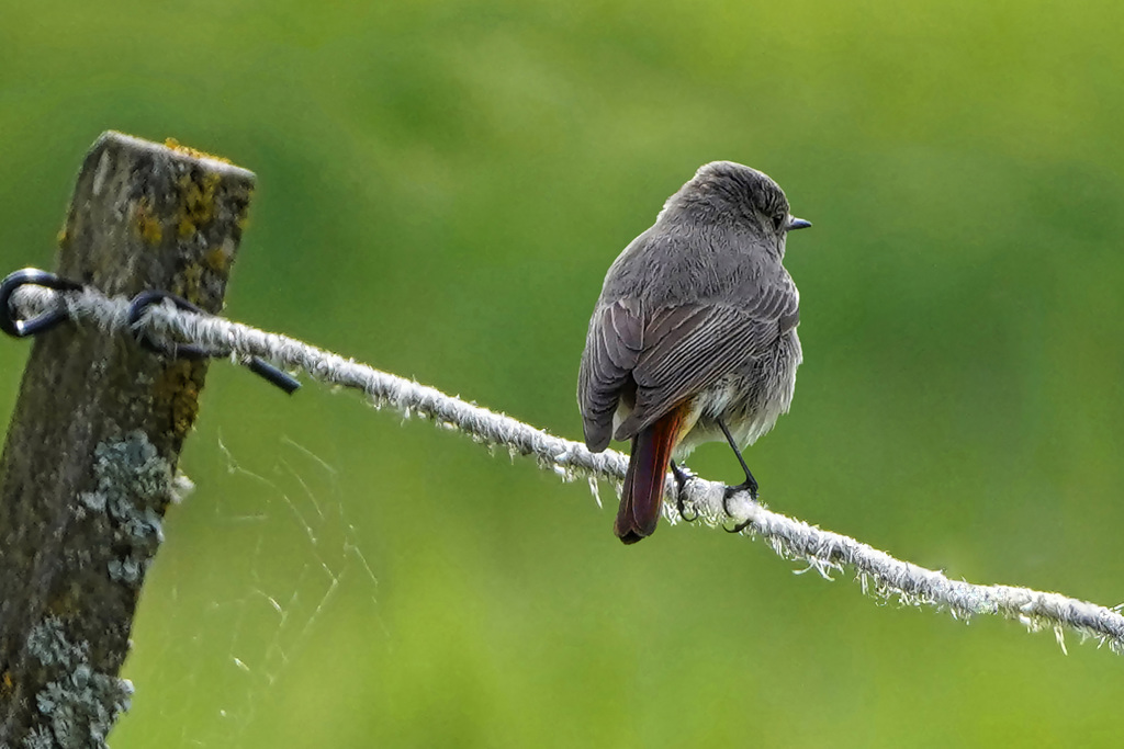 Hausrotschwanz - Auf der Lauer - On the outlook - Black redstart - HFF