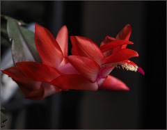 Not my great-grandmother's Christmas cactus