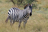 Plains Zebra