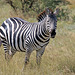 Plains Zebra