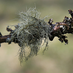 Lichen