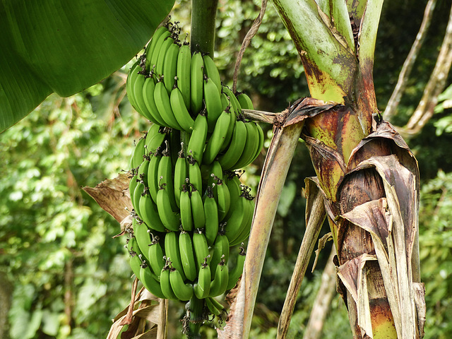 Bananas, on way to Brasso Seco, Trinidad